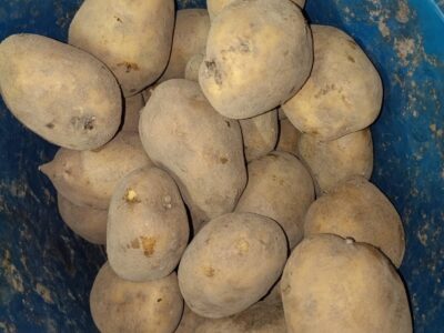 Продам картоплю оптом від 1 тонни