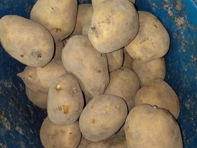 Продам картоплю оптом від 1 тонни